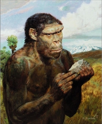 homo habilis